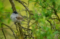 Penice cernohlava - Sylvia atricapilla - Blackcap 5818